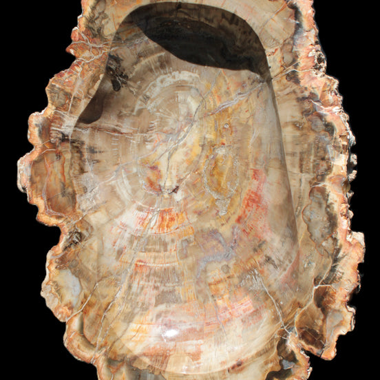 Imposing Petrified Wood bowl 281*243*58mm 5540g in sunlight - Rocks and Things Store