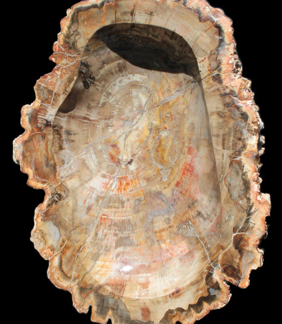 Imposing Petrified Wood bowl 281*243*58mm 5540g