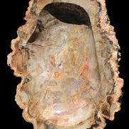 Imposing Petrified Wood bowl 281*243*58mm 5540g