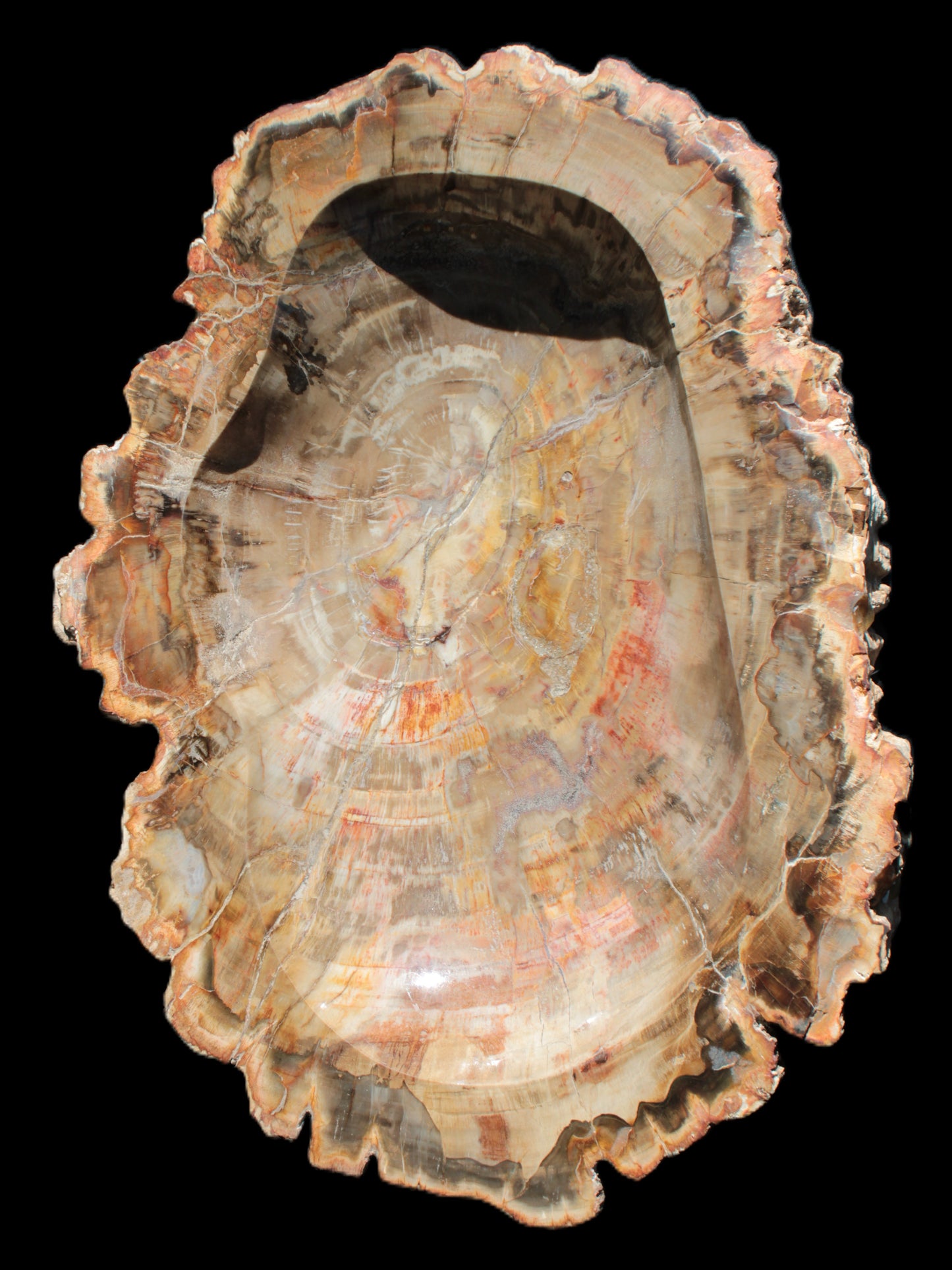 Imposing Petrified Wood bowl 281*243*58mm 5540g