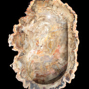 Imposing Petrified Wood bowl 281*243*58mm 5540g
