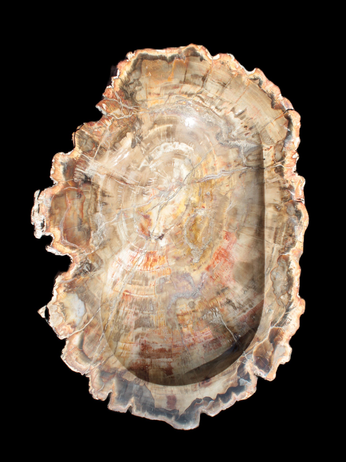 Imposing Petrified Wood bowl 281*243*58mm 5540g