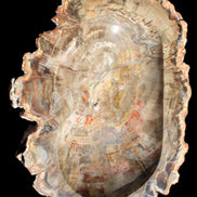 Imposing Petrified Wood bowl 281*243*58mm 5540g