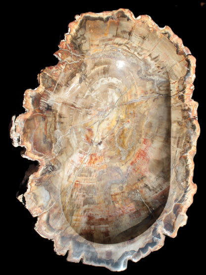 Imposing Petrified Wood bowl 281*243*58mm 5540g