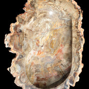 Imposing Petrified Wood bowl 281*243*58mm 5540g