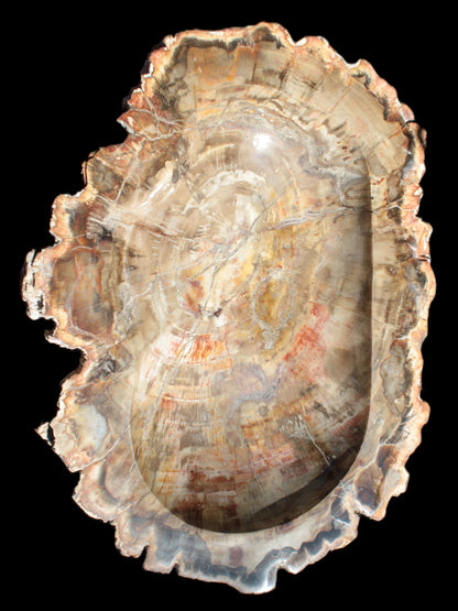 Imposing Petrified Wood bowl 281*243*58mm 5540g