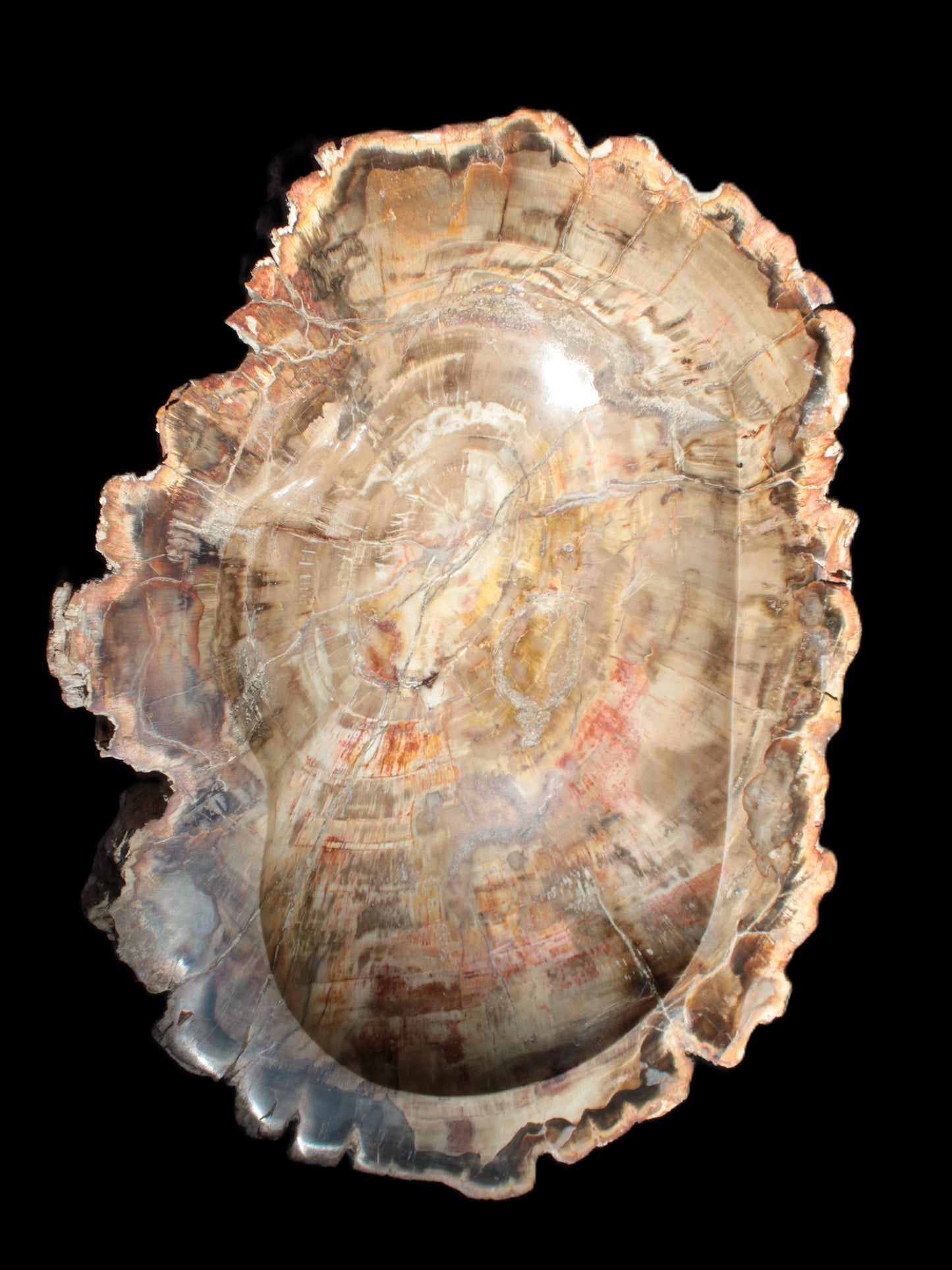 Imposing Petrified Wood bowl 281*243*58mm 5540g