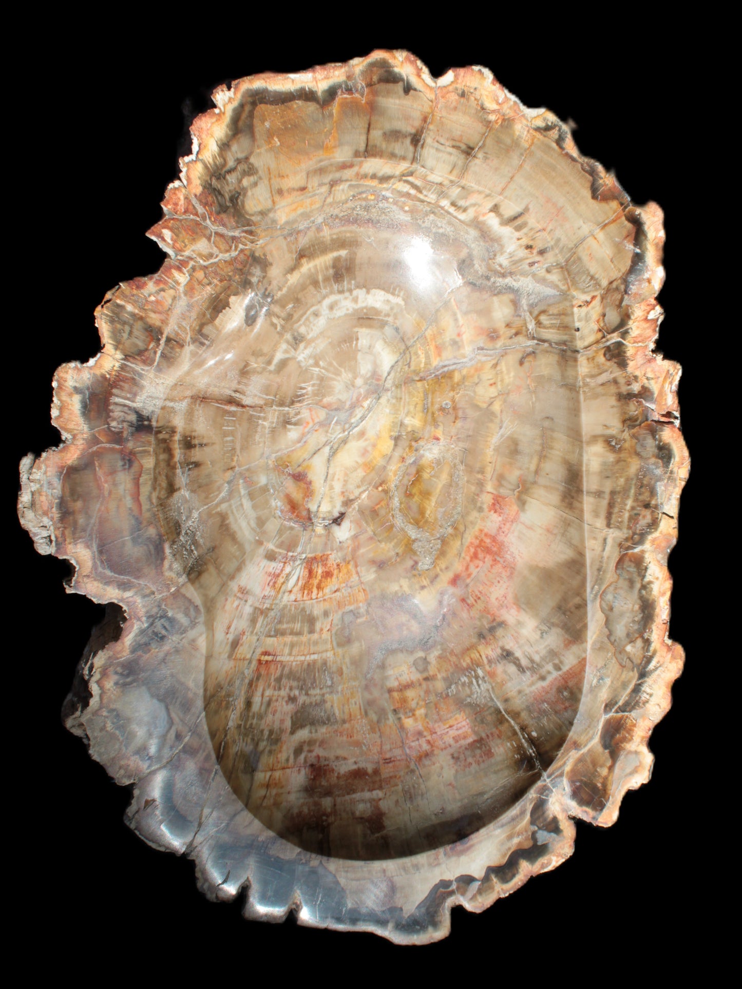 Imposing Petrified Wood bowl 281*243*58mm 5540g