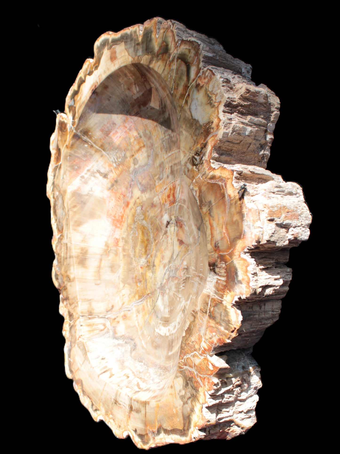 Imposing Petrified Wood bowl 281*243*58mm 5540g