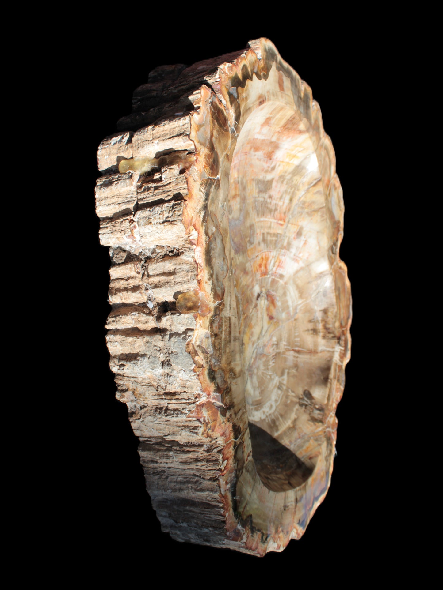 Imposing Petrified Wood bowl 281*243*58mm 5540g