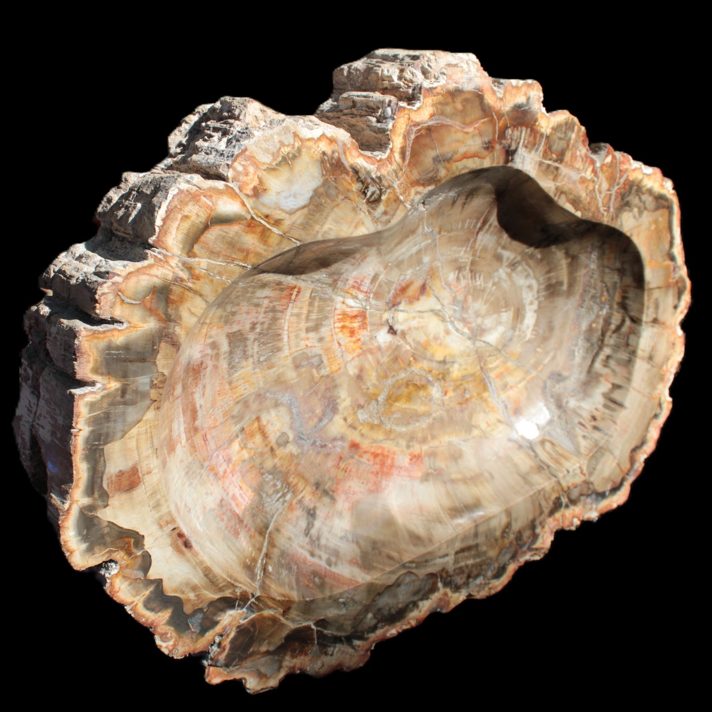 Imposing Petrified Wood bowl 281*243*58mm 5540g