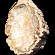 Imposing Petrified Wood bowl 281*243*58mm 5540g