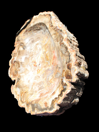 Imposing Petrified Wood bowl 281*243*58mm 5540g