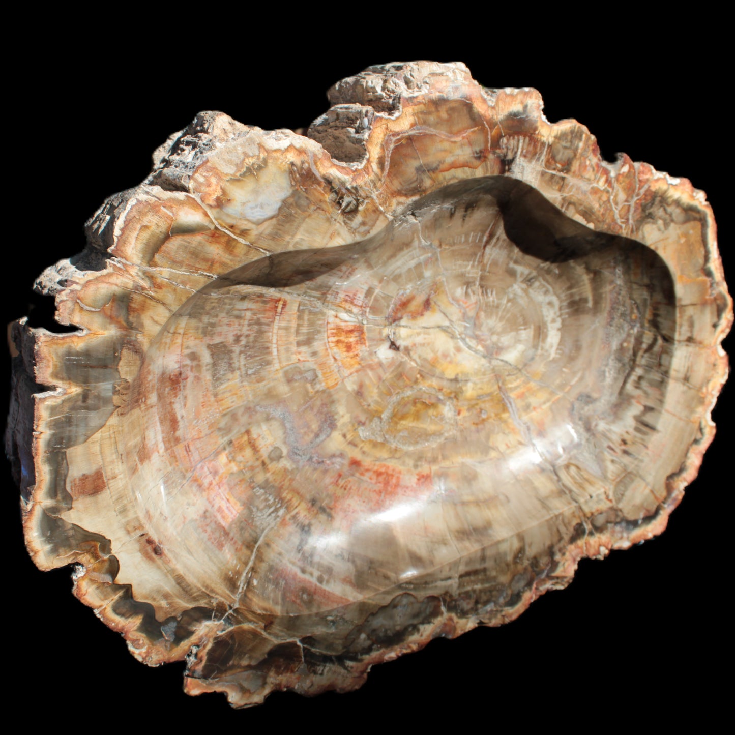 Imposing Petrified Wood bowl 281*243*58mm 5540g