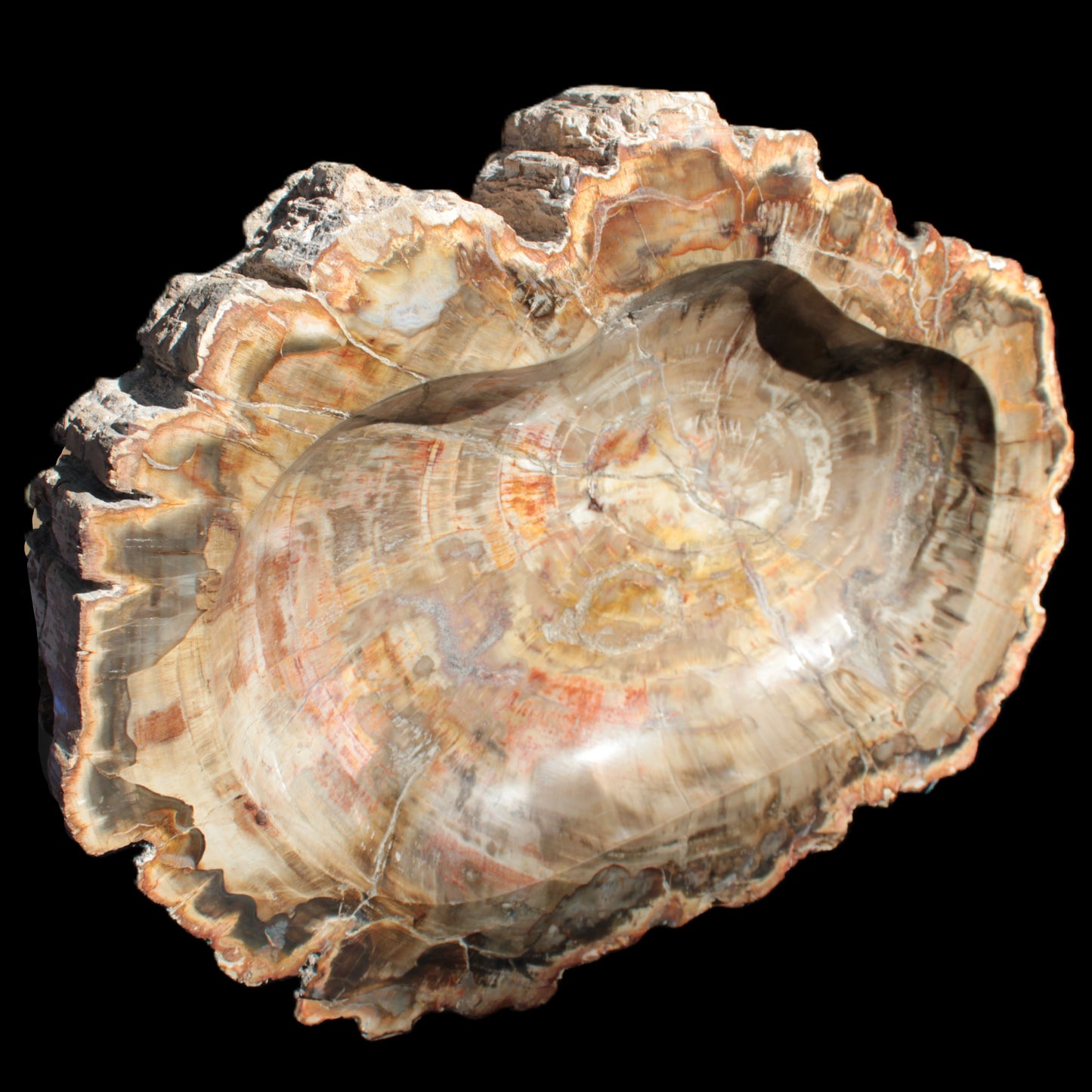 Imposing Petrified Wood bowl 281*243*58mm 5540g