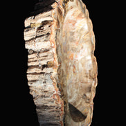 Imposing Petrified Wood bowl 281*243*58mm 5540g