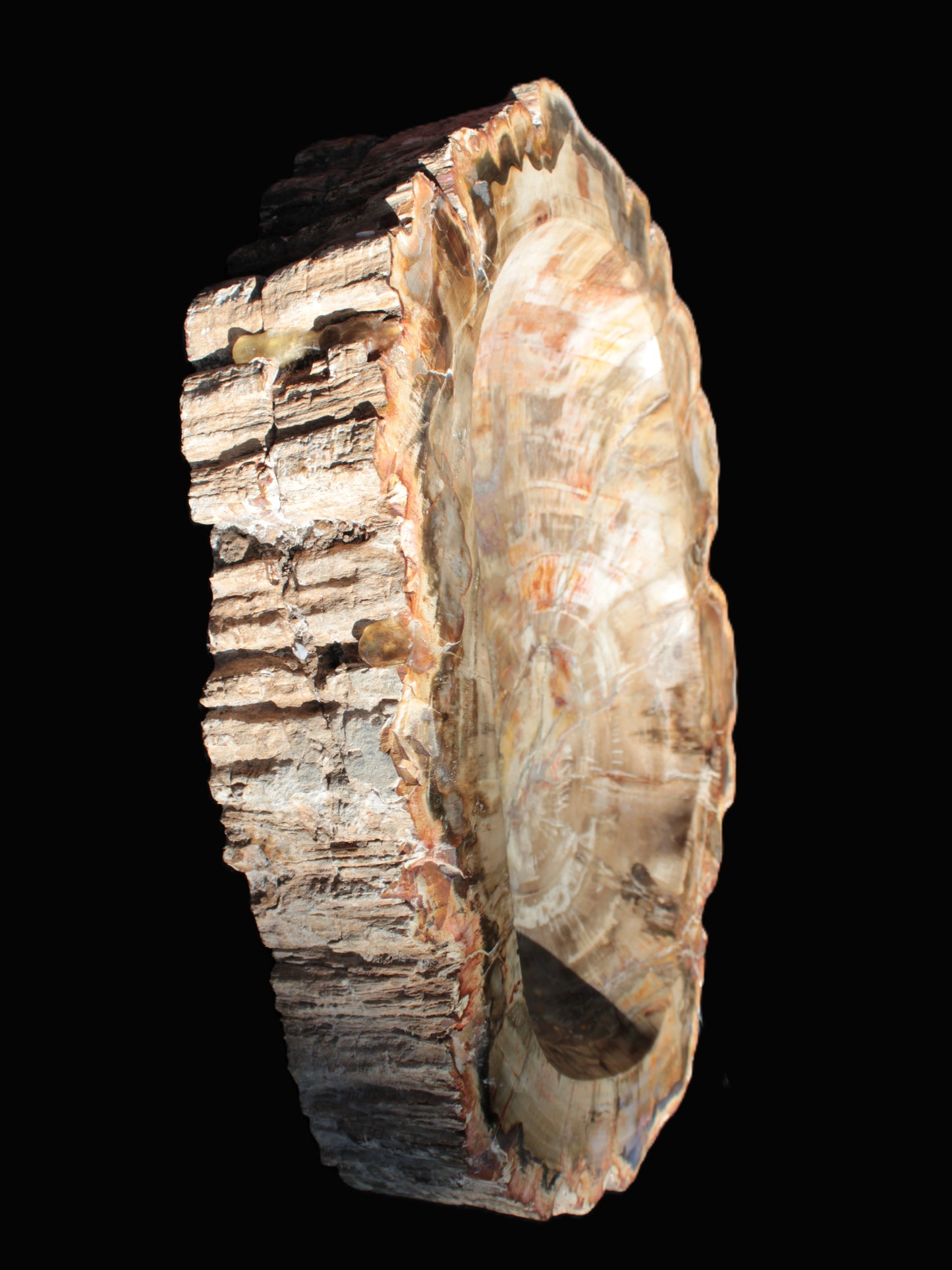 Imposing Petrified Wood bowl 281*243*58mm 5540g