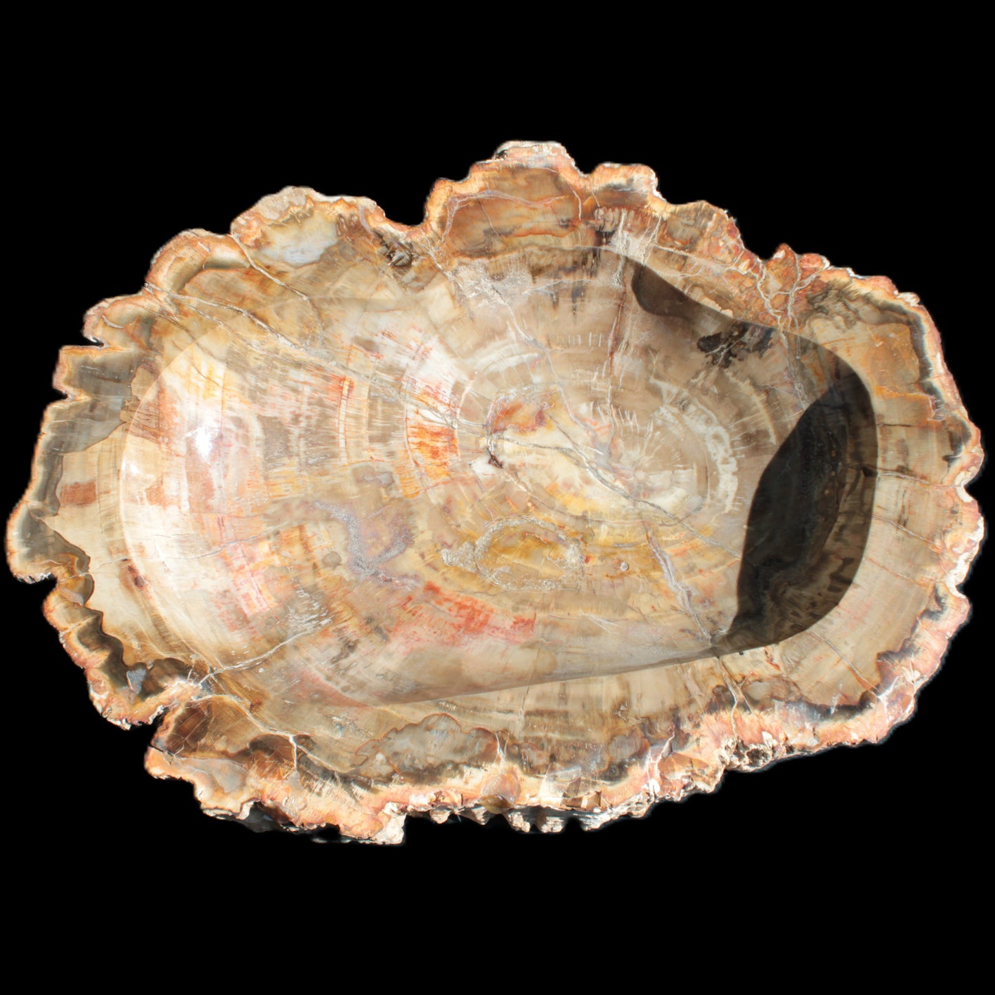 Imposing Petrified Wood bowl 281*243*58mm 5540g