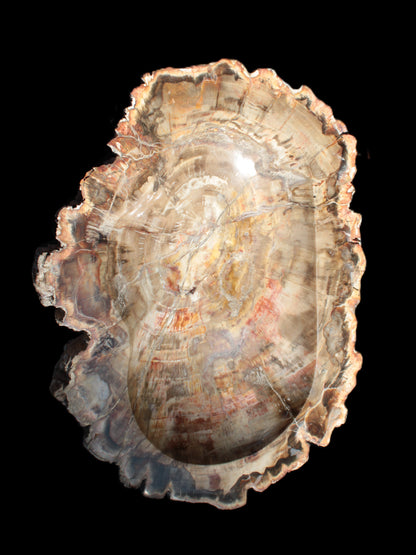 Imposing Petrified Wood bowl 281*243*58mm 5540g