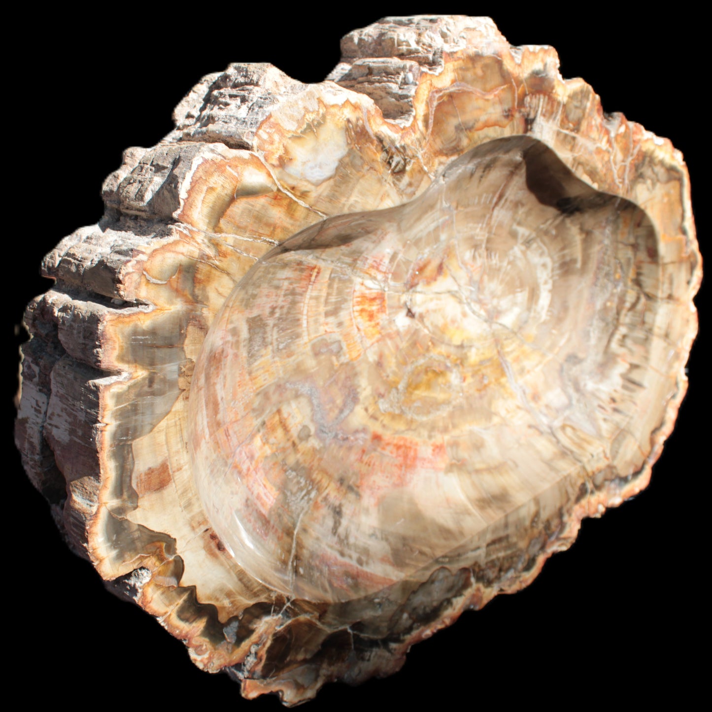 Imposing Petrified Wood bowl 281*243*58mm 5540g