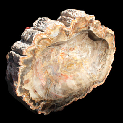 Imposing Petrified Wood bowl 281*243*58mm 5540g