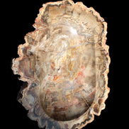 Imposing Petrified Wood bowl 281*243*58mm 5540g