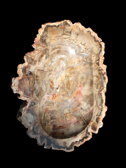 Imposing Petrified Wood bowl 281*243*58mm 5540g