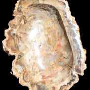 Imposing Petrified Wood bowl 281*243*58mm 5540g