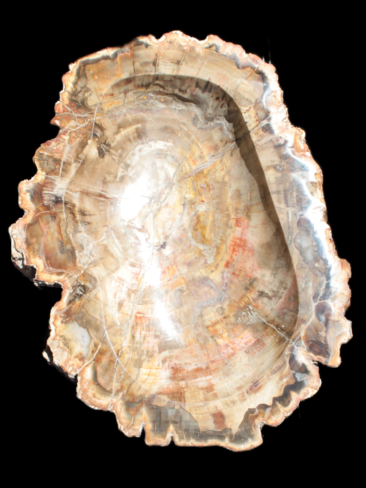 Imposing Petrified Wood bowl 281*243*58mm 5540g