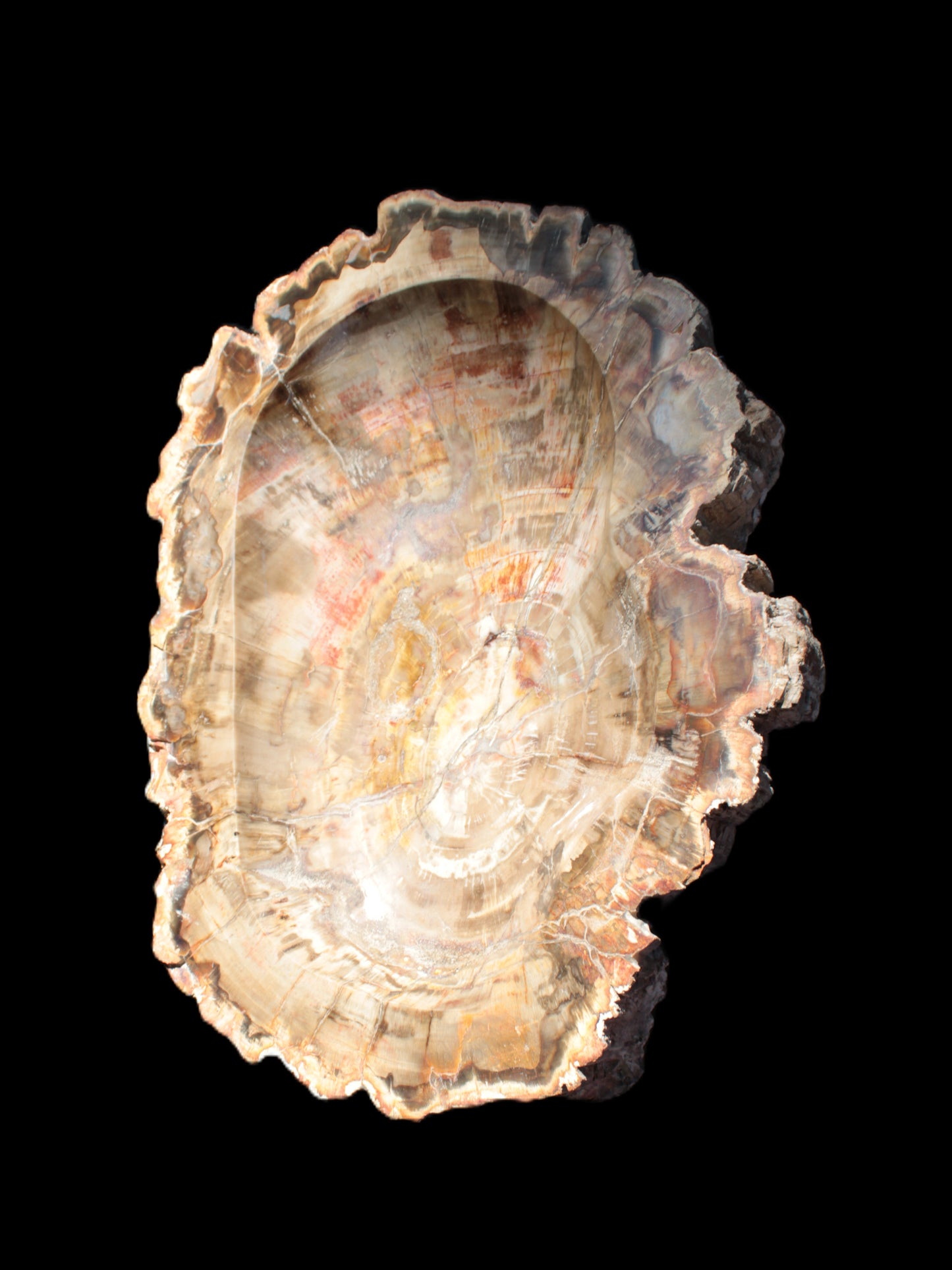 Imposing Petrified Wood bowl 281*243*58mm 5540g