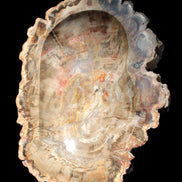 Imposing Petrified Wood bowl 281*243*58mm 5540g