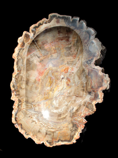 Imposing Petrified Wood bowl 281*243*58mm 5540g