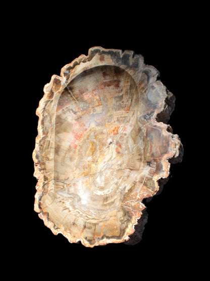 Imposing Petrified Wood bowl 281*243*58mm 5540g