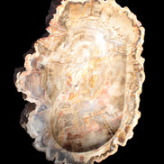 Imposing Petrified Wood bowl 281*243*58mm 5540g