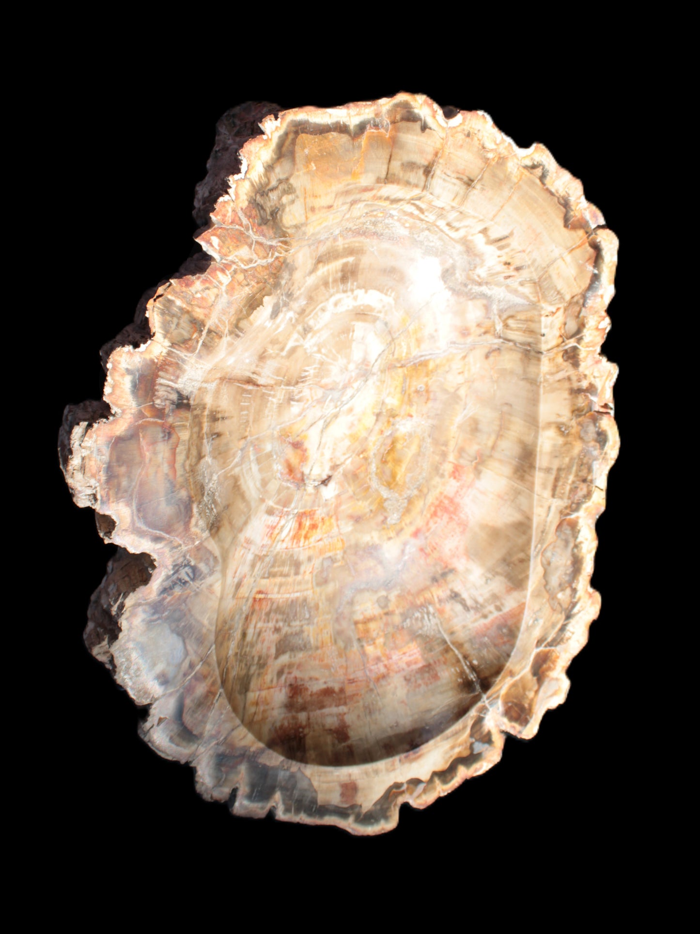 Imposing Petrified Wood bowl 281*243*58mm 5540g