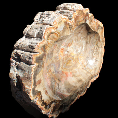 Imposing Petrified Wood bowl 281*243*58mm 5540g