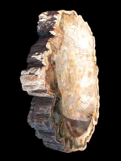 Imposing Petrified Wood bowl 281*243*58mm 5540g