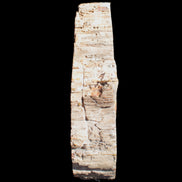 Imposing Petrified Wood bowl 281*243*58mm 5540g