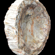 Huge Petrified Wood bowl 295*275*54mm 6100g in sunlight - Rocks and Things Store