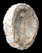Huge Petrified Wood bowl 295*275*54mm 6100g in sunlight - Rocks and Things Store