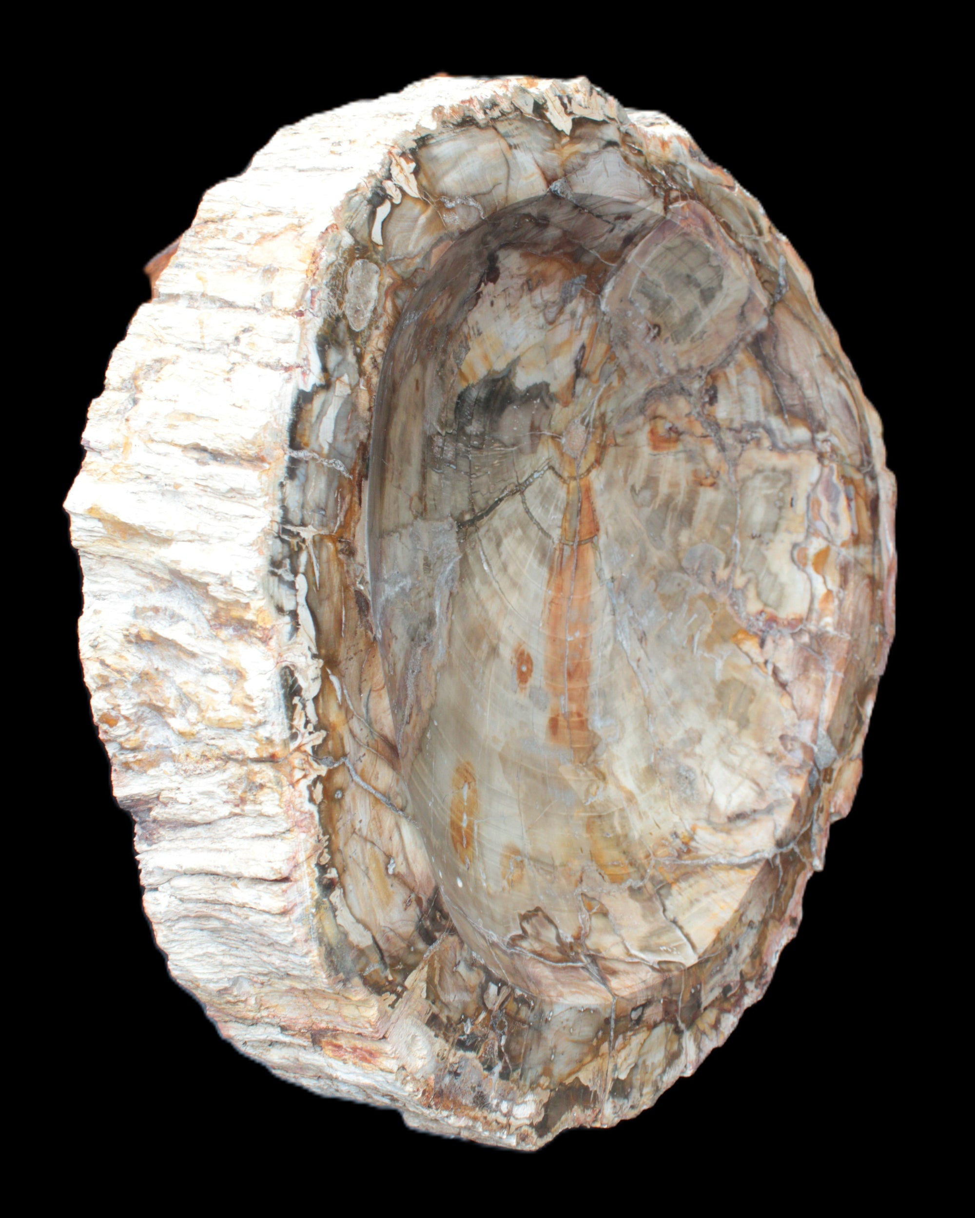 Huge Petrified Wood bowl 295*275*54mm 6100g in sunlight - Rocks and Things Store