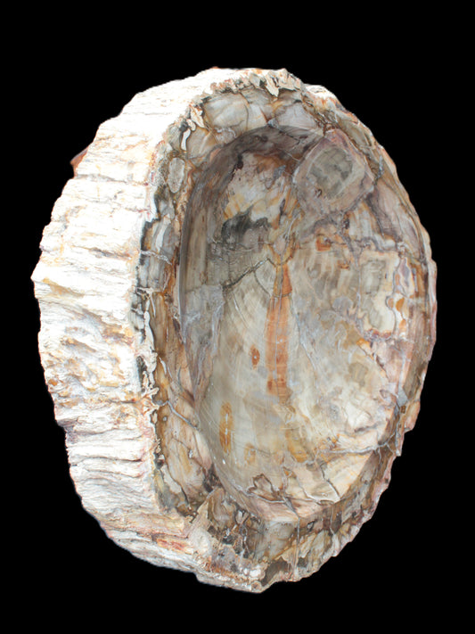 Huge Petrified Wood bowl 295*275*54mm 6100g