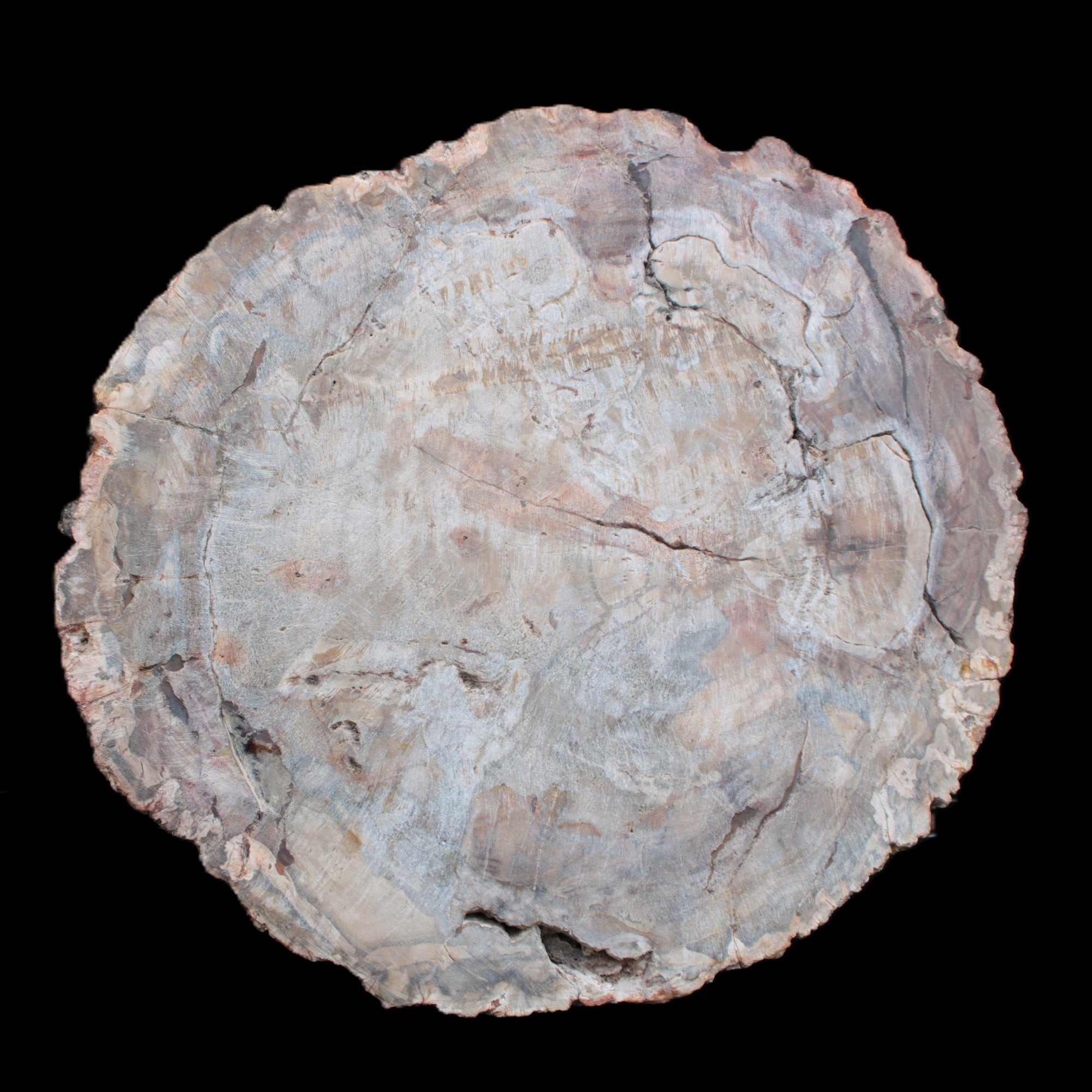 Huge Petrified Wood bowl 295*275*54mm 6100g in sunlight - Rocks and Things Store