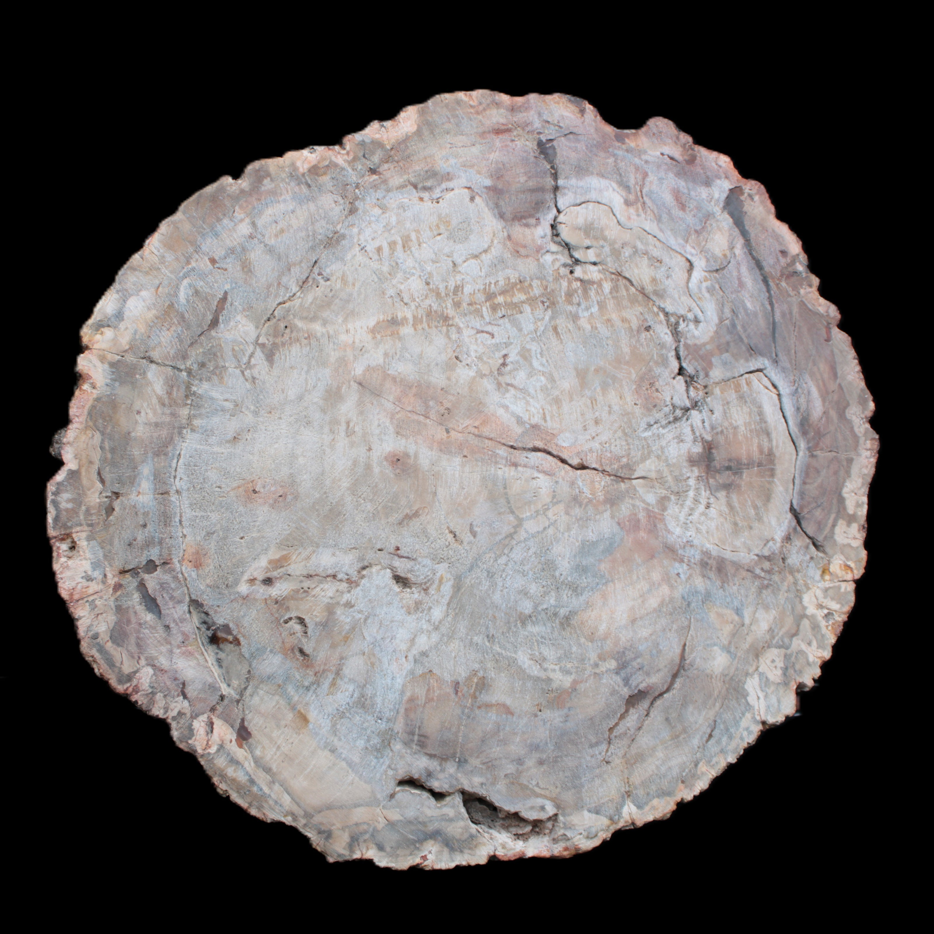 Huge Petrified Wood bowl 295*275*54mm 6100g in sunlight - Rocks and Things Store