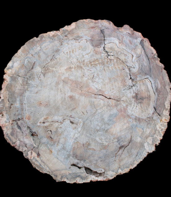 Huge Petrified Wood bowl 295*275*54mm 6100g in sunlight - Rocks and Things Store