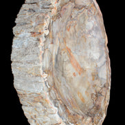 Huge Petrified Wood bowl 295*275*54mm 6100g in sunlight - Rocks and Things Store