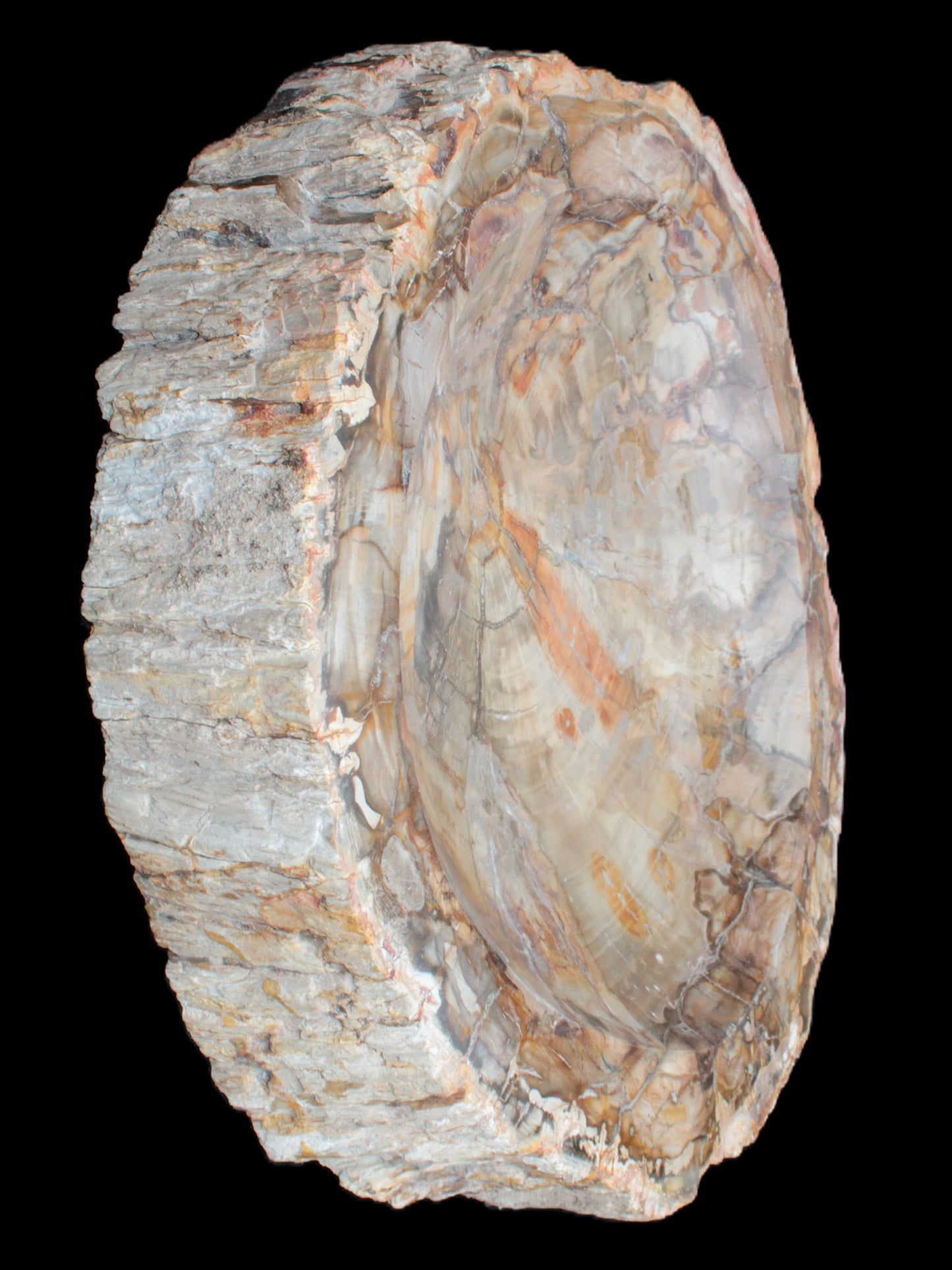 Huge Petrified Wood bowl 295*275*54mm 6100g