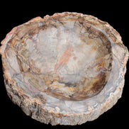 Huge Petrified Wood bowl 295*275*54mm 6100g in sunlight - Rocks and Things Store