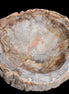 Huge Petrified Wood bowl 295*275*54mm 6100g in sunlight - Rocks and Things Store