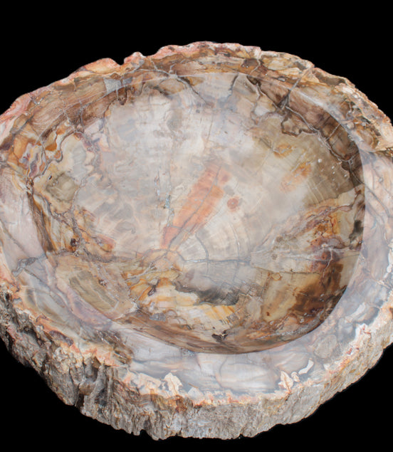 Huge Petrified Wood bowl 295*275*54mm 6100g in sunlight - Rocks and Things Store